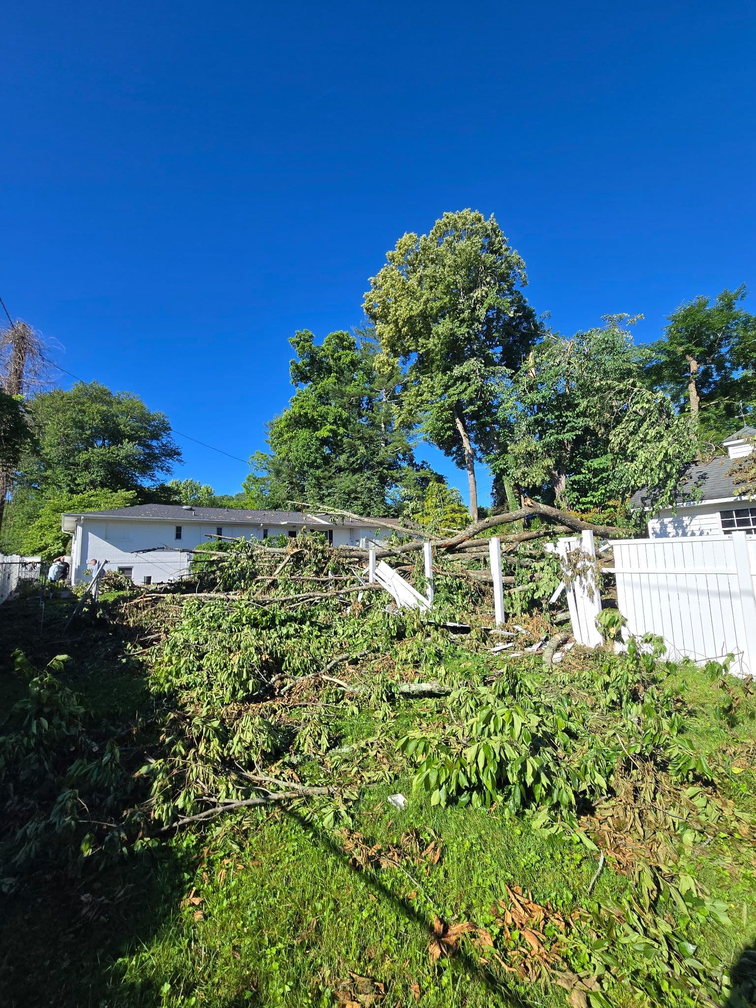 Storm Damage Cleanup and Hazard Tree Removal in Etowah