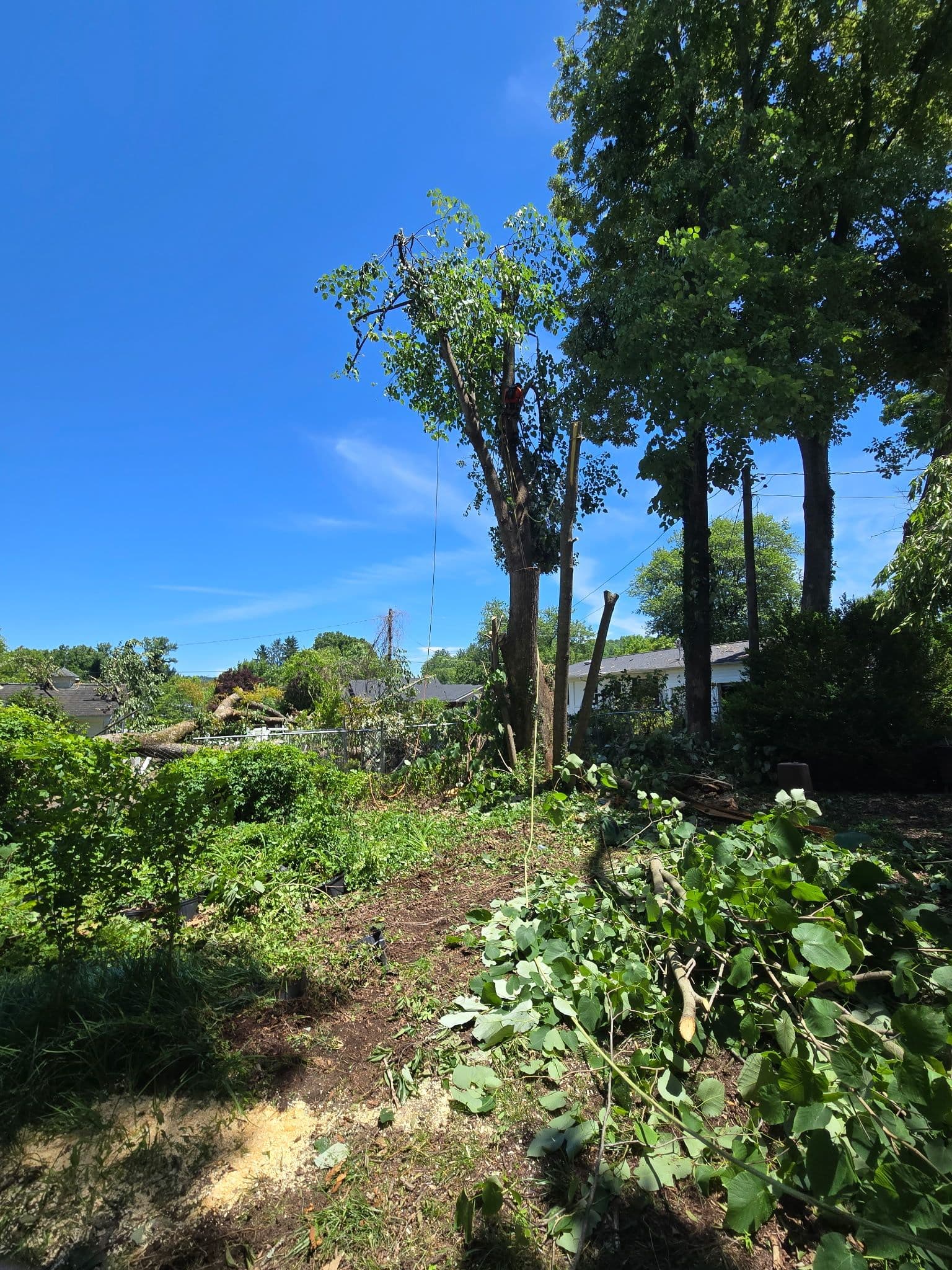Storm Damage Cleanup and Hazard Tree Removal in Etowah