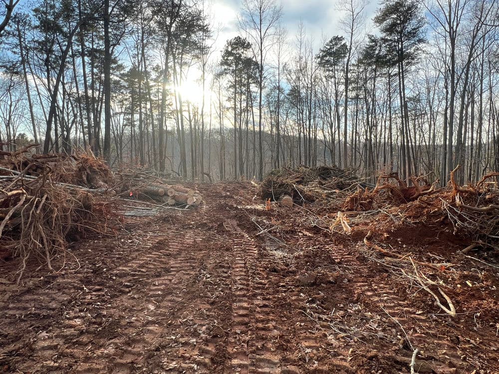 Cleared forest area showing dirt tracks, log piles, and scattered debris under a bright sky.