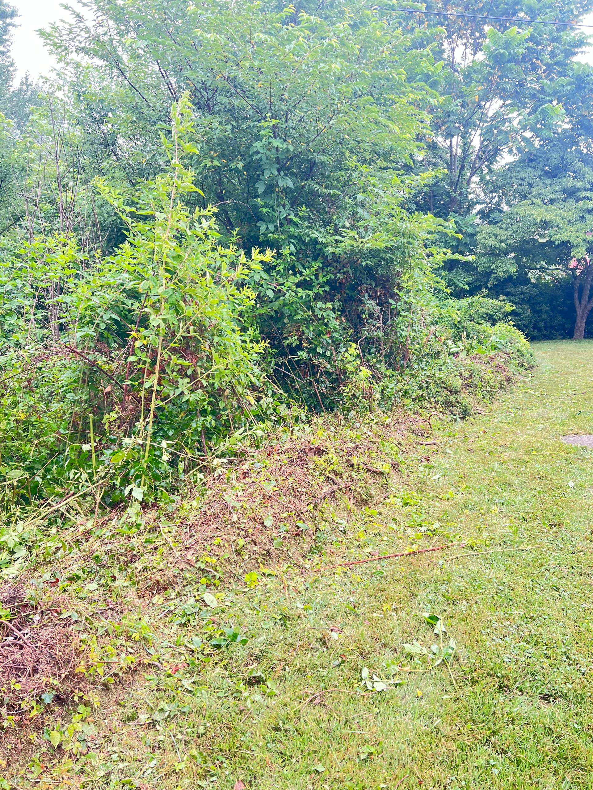 Gallery photos for Overgrown Backyard Land Clearing in Mills River NC: Image #1