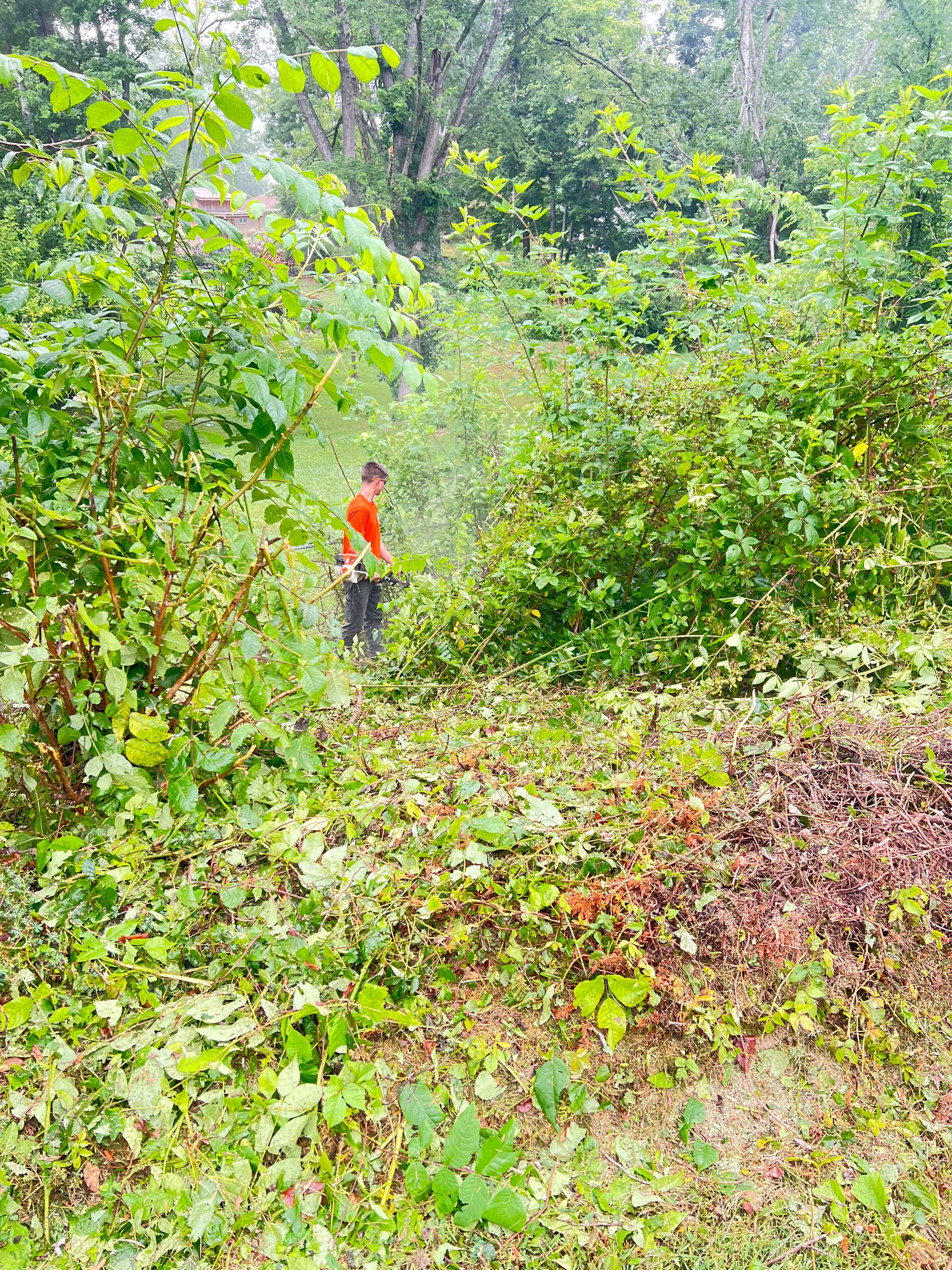 Overgrown Backyard Land Clearing in Mills River NC image