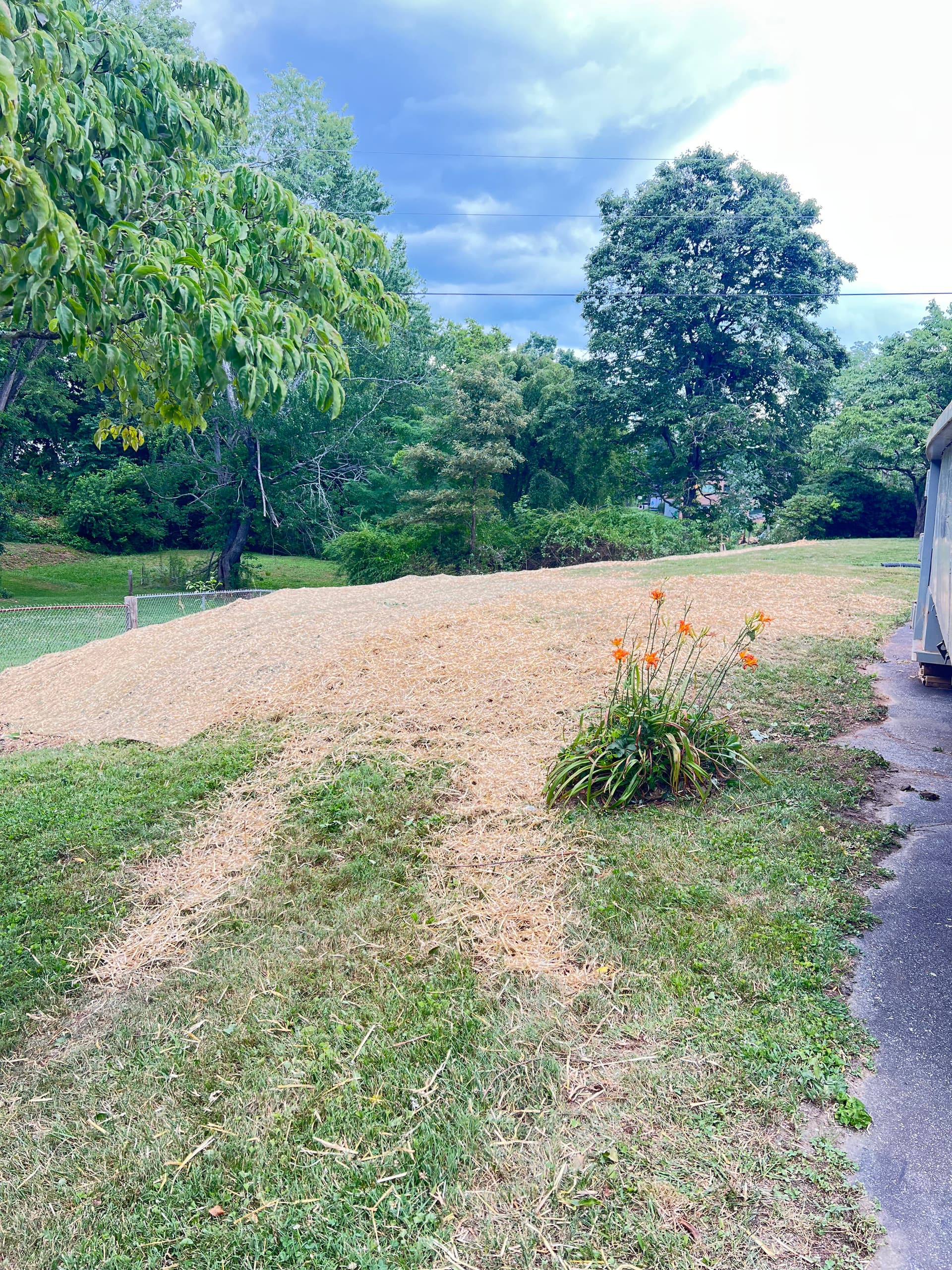 Gallery photos for Overgrown Backyard Land Clearing in Mills River NC: Image #5